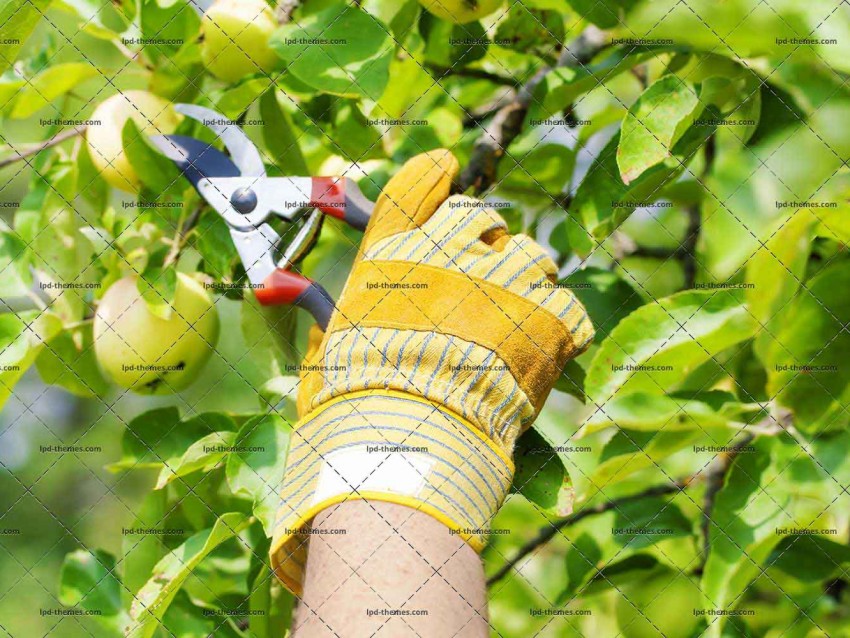 Shears Near Apple Tree