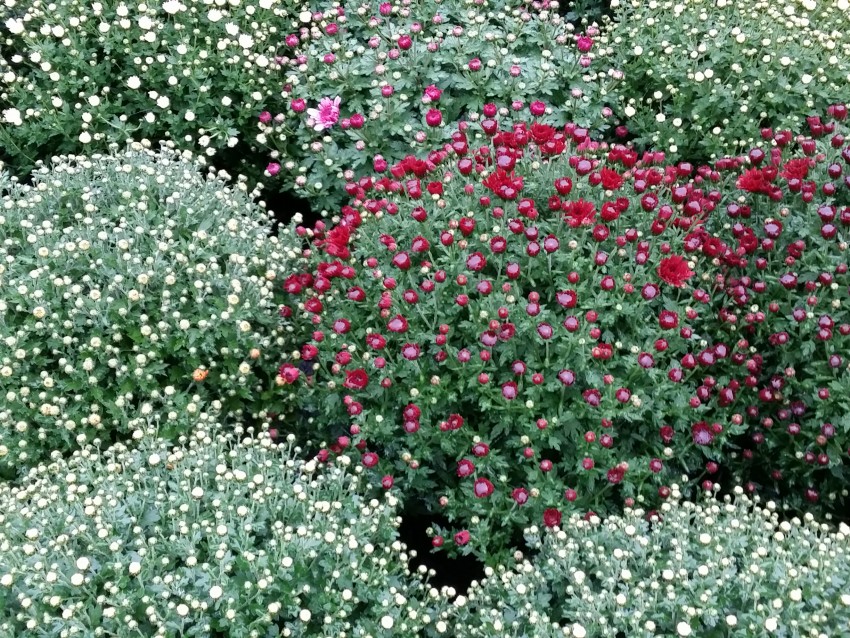chrysanthèmes en variété