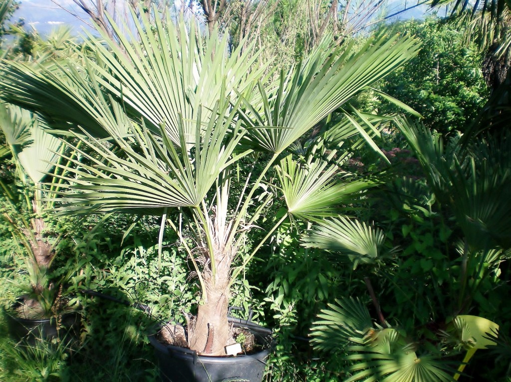 Trachycarpus_fortunei