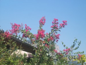 Lilas des Indes rose fuschia