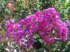 Lilas des Indes violine