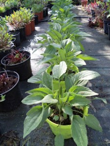 Rudbeckia Goldstrum