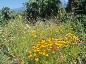 Rudbeckia sur fond de gaura