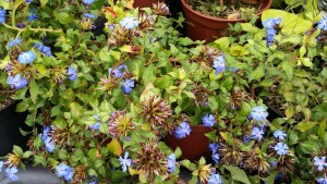 ceratostigma lapentiae