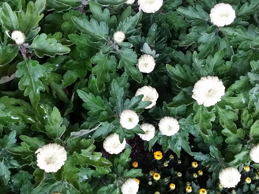 chrysanthème à grosse tête