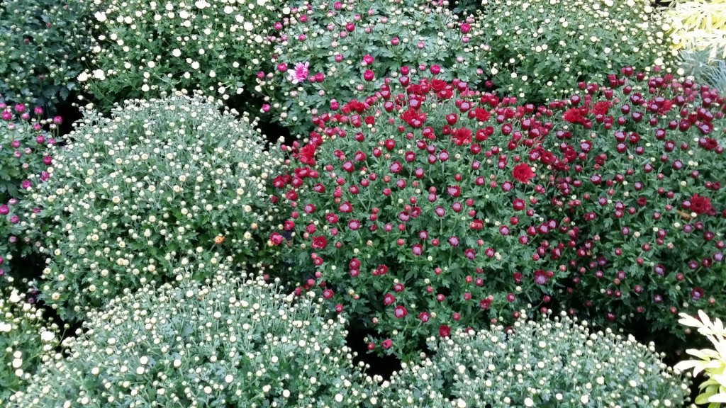 chrysanthèmes en variété
