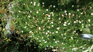 erigeron de K