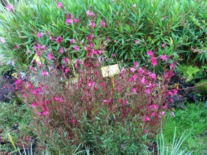 gaura