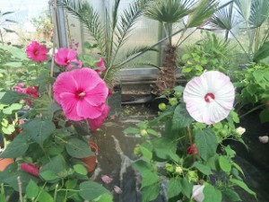 hibiscus des jardins