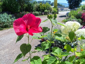 hibiscus et hortensia Annabelle