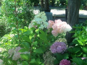 hydrangea vanille fraise