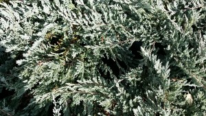juniperus horizontalis blue chip