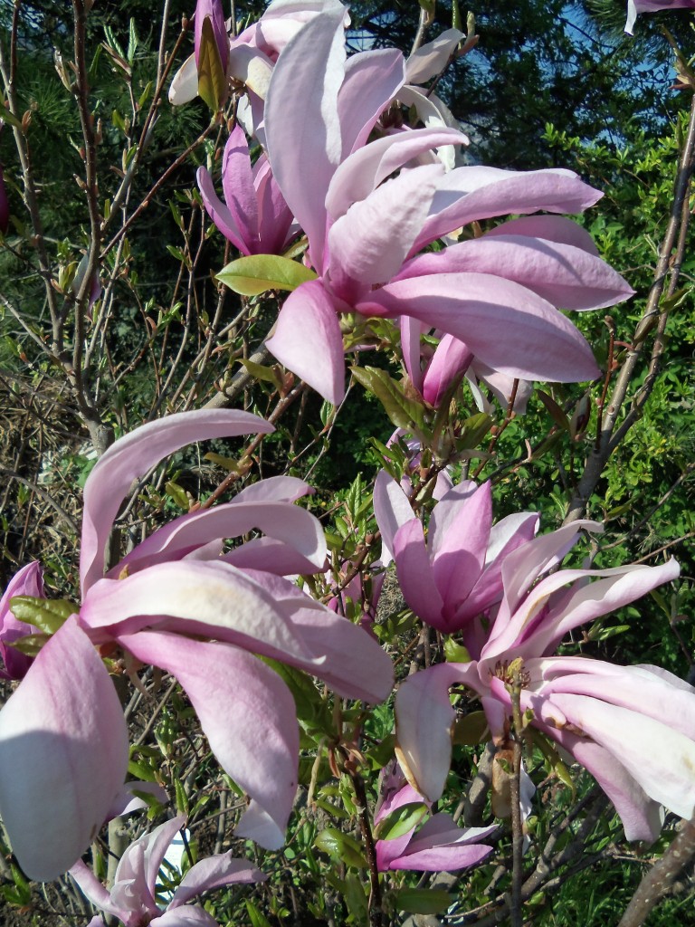 magnolia à feuilles caduques