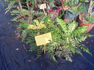 mahonia charity