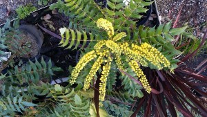 mahonia winter sun