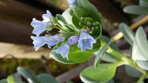 mertensia