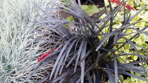 ophiopogon niger et fétuque bleue