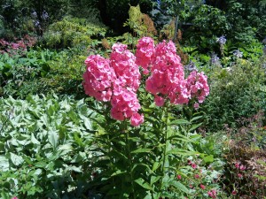 phlox roses