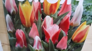 tulipes