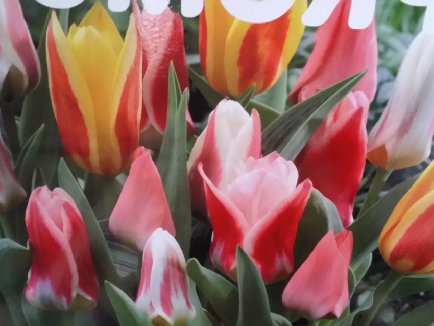 tulipes